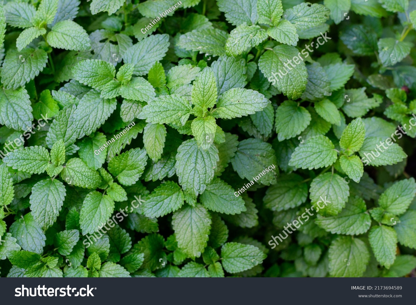 Nature's Design Organic Lemon Balm Leaf