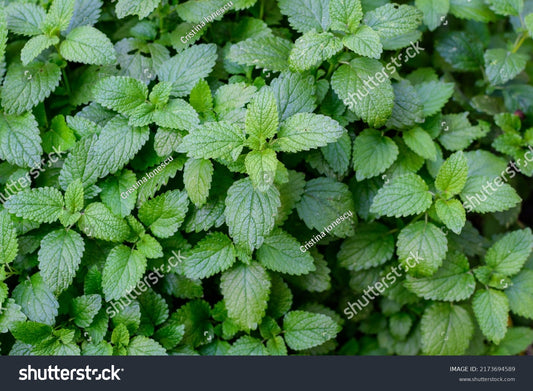 Nature's Design Organic Lemon Balm Leaf