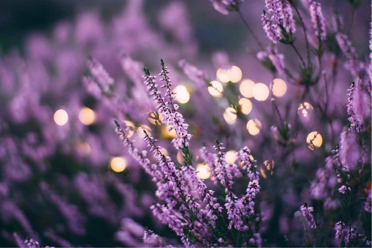 Nature's Design Organic Lavender Flowers