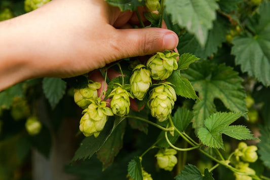 Nature's Design Organic Hops