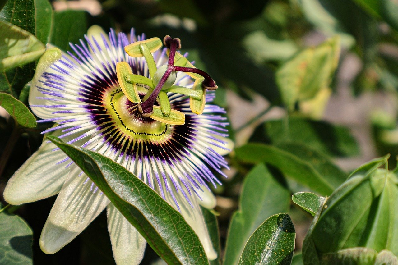 Nature's Design Passion Flower Herb